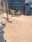 Mbwa wa Kijerumani Safi - Kike Mwenye Miezi 6-12 - 4