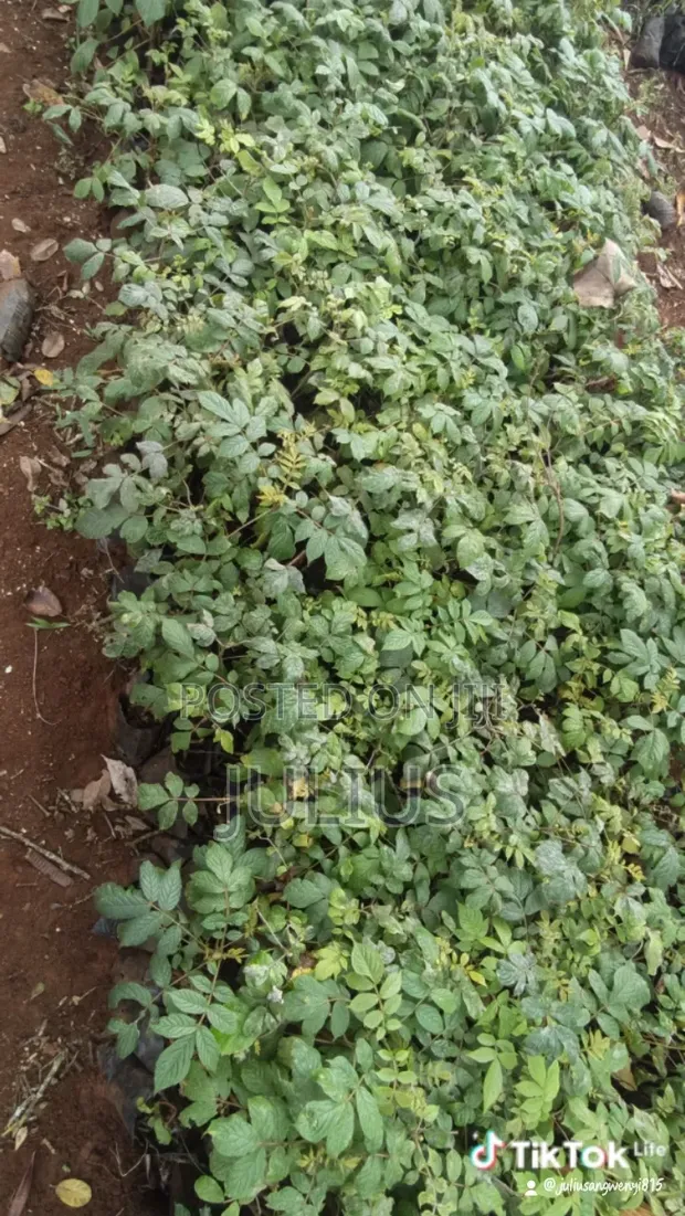 Miti ya Mtini (Ficus thonningii) - 1