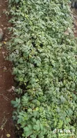 Miti ya Mtini (Ficus thonningii) - 1