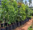 Miti ya Mtini (Ficus thonningii) - 2