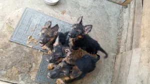 Female Purebred German Shepherd Puppy (1-3 Months)