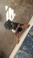 Female Purebred German Shepherd Puppy (1-3 Months) - 2