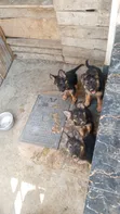 Female Purebred German Shepherd Puppy (1-3 Months) - 3