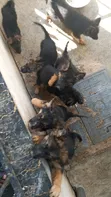 Female Purebred German Shepherd Puppy (1-3 Months) - 4
