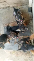 Female Purebred German Shepherd Puppy (1-3 Months) - 5