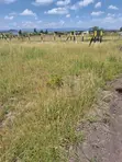Kiwanja cha Kujenga 50x100 Malaa/Kantafu - 2
