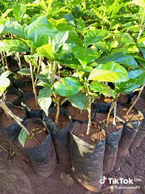 Ruiru 11 Coffee Seedlings - 1