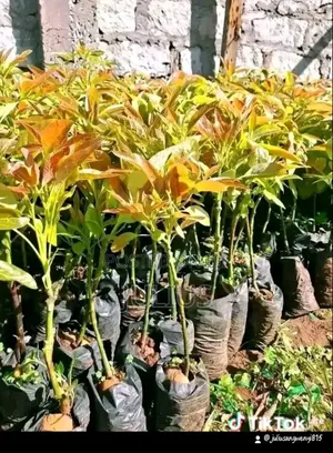 Hass Avocado Seedlings Available