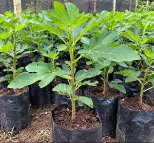 Indigenous Fig Tree Seedlings