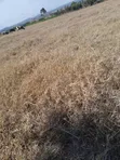 Eneo la Eka 10 Linauzwa Laikipia Magharibi - 3