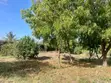 Kitalu Bora cha Nusu Eka Kilicho Na Ukuta kwa Uuzaji Watamu Fragola - 3