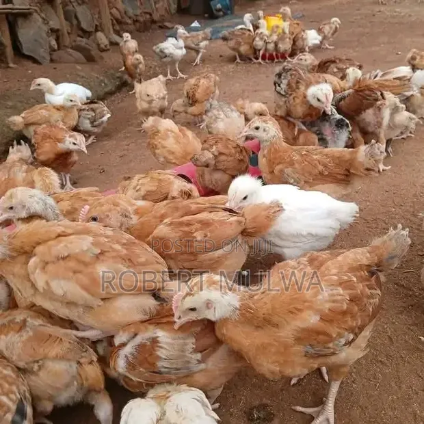 Chicken Chicks for Sale - 1