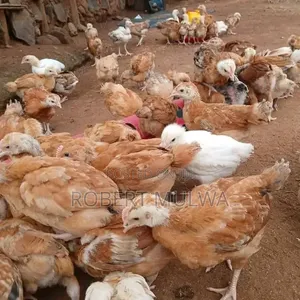 Chicken Chicks for Sale