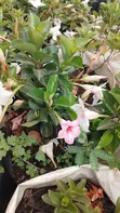 Madivilla Flower Plant - 1