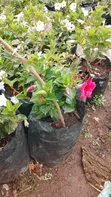 Madivilla Flower Plant - 2