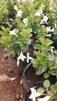 Madivilla Flower Plant - 3