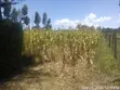 Kiwanja cha 60x100 Kinauzwa Ol Joro Orok - 2