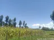 Kiwanja cha 60x100 Kinauzwa Ol Joro Orok - 3