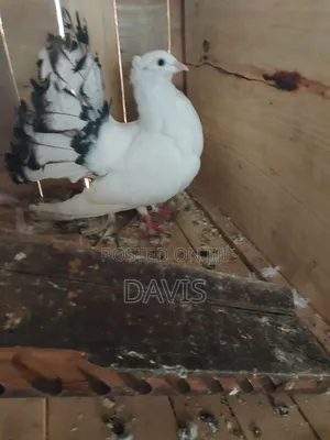 Indian Fantail Pigeons (Male)