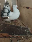 Indian Fantail Pigeons (Male) - 1