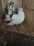 Indian Fantail Pigeons (Male) - 2