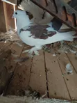 Indian Fantail Pigeons (Male) - 3
