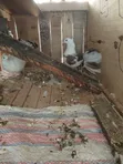Indian Fantail Pigeons (Male) - 4