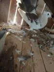 Indian Fantail Pigeons (Male) - 5