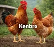 Kuku Kenbro - Bora Kienyeji - 2