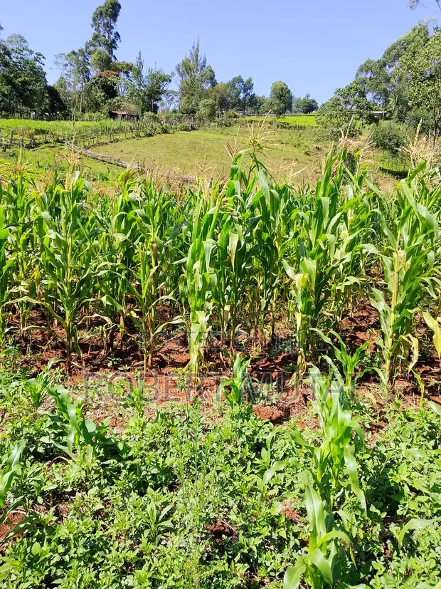 Mahindi ya Silage Yanapatikana - 1