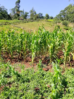 Maize for Silage Available