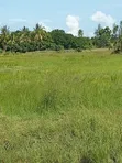 Ardhi Nzuri ya Kilimo Inauzwa Karibu na Lungalunga - 1