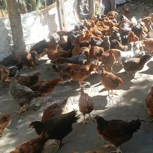 3-Month-Old Improved Kienyeji Cockerels for Sale