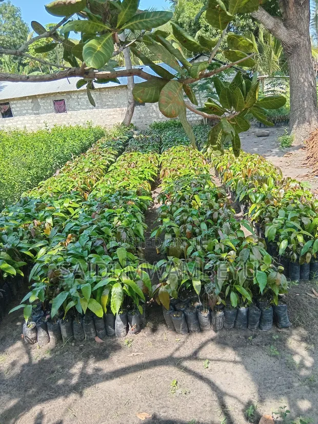 Grafted Fruit Trees (Avocado, Mango, Orange) - 1