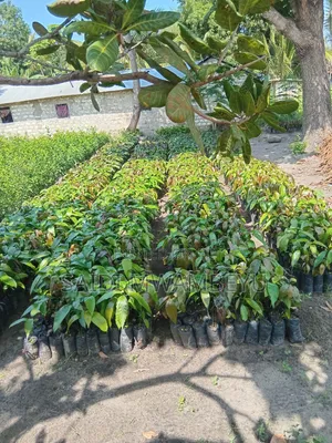 Grafted Fruit Trees (Avocado, Mango, Orange)