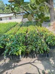 Grafted Fruit Trees (Avocado, Mango, Orange) - 1