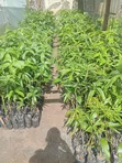 Grafted Fruit Trees (Avocado, Mango, Orange) - 2