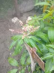 Grafted Fruit Trees (Avocado, Mango, Orange) - 3