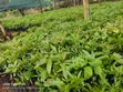 Grafted Fruit Trees (Avocado, Mango, Orange) - 4