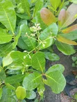 Grafted Fruit Trees (Avocado, Mango, Orange) - 5