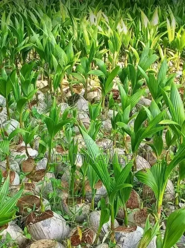 Coconut Seedlings - Green Dwarf, Yellow Dwarf, African Tall - 1