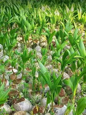 Coconut Seedlings - Green Dwarf, Yellow Dwarf, African Tall
