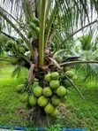 Coconut Seedlings - Green Dwarf, Yellow Dwarf, African Tall - 2