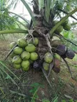 Coconut Seedlings - Green Dwarf, Yellow Dwarf, African Tall - 3