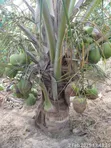 Coconut Seedlings - Green Dwarf, Yellow Dwarf, African Tall - 4