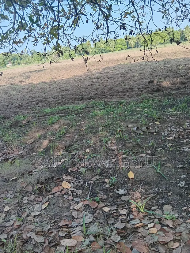 Viwanja vya Ardhi Vinauzwa Mwangwei, Pongwe/Kikoneni - 1