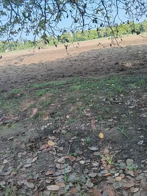Viwanja vya Ardhi Vinauzwa Mwangwei, Pongwe/Kikoneni