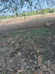 Viwanja vya Ardhi Vinauzwa Mwangwei, Pongwe/Kikoneni - 1