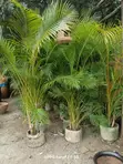 Golden Palm Tree - 2