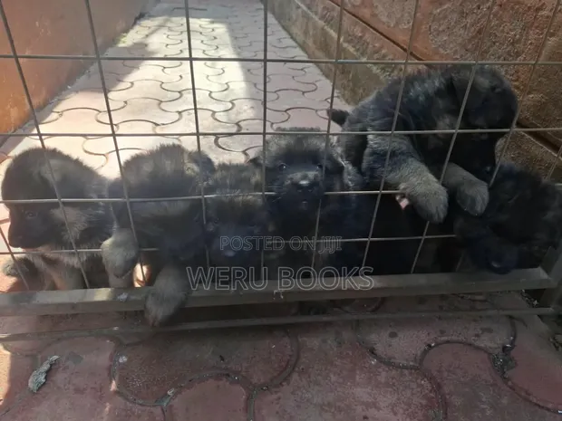 Male Purebred German Shepherd Puppy (1-3 Months) - 1